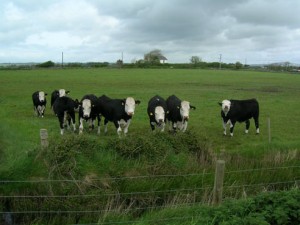 cows24